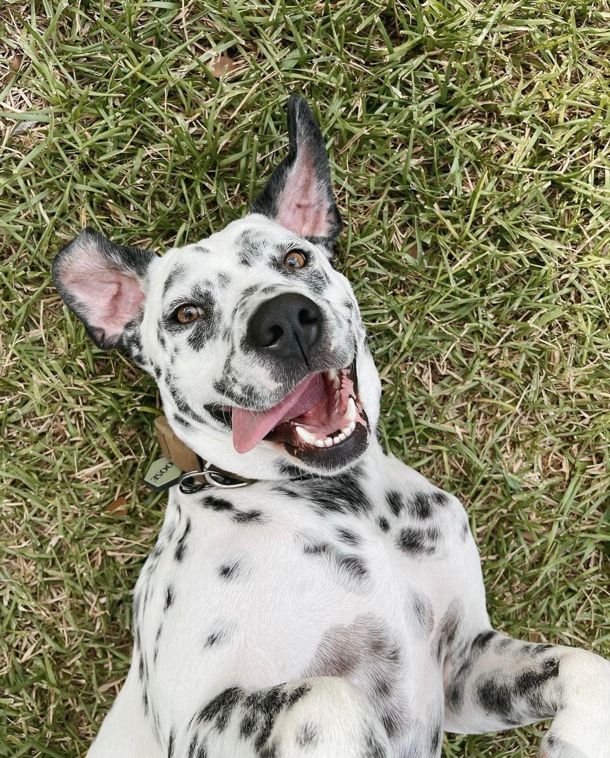 Silicone Dog ID Tags Vs Traditional Metal ID Tags: Which One is Better For You?