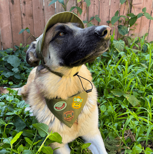 The Science Behind Pet Comfort: What Makes an Accessory Truly Pet-Friendly?