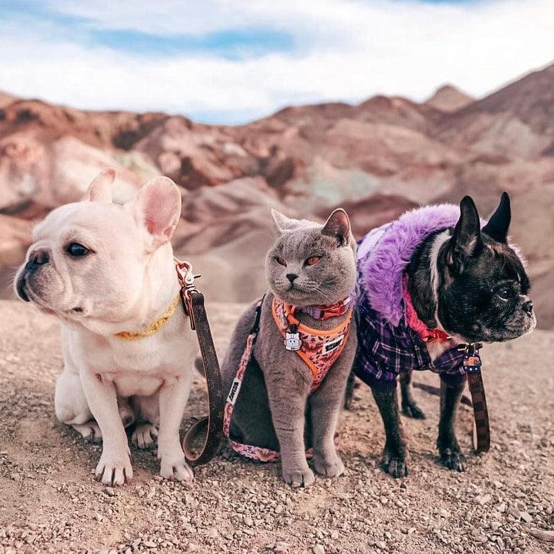 two french do french bulldogs and cats get along