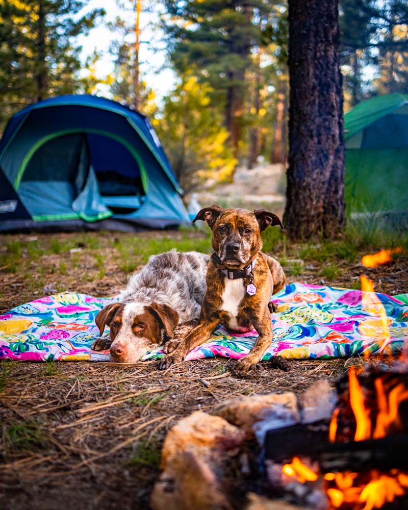 Welcome To Besties: Introducing Our Silicone Pet ID Tags