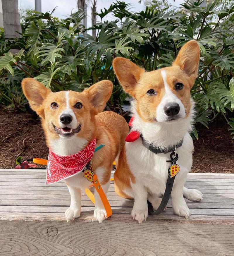 Maximize Your Pet's Safety: Key Benefits of Pet Tags You Need to Know