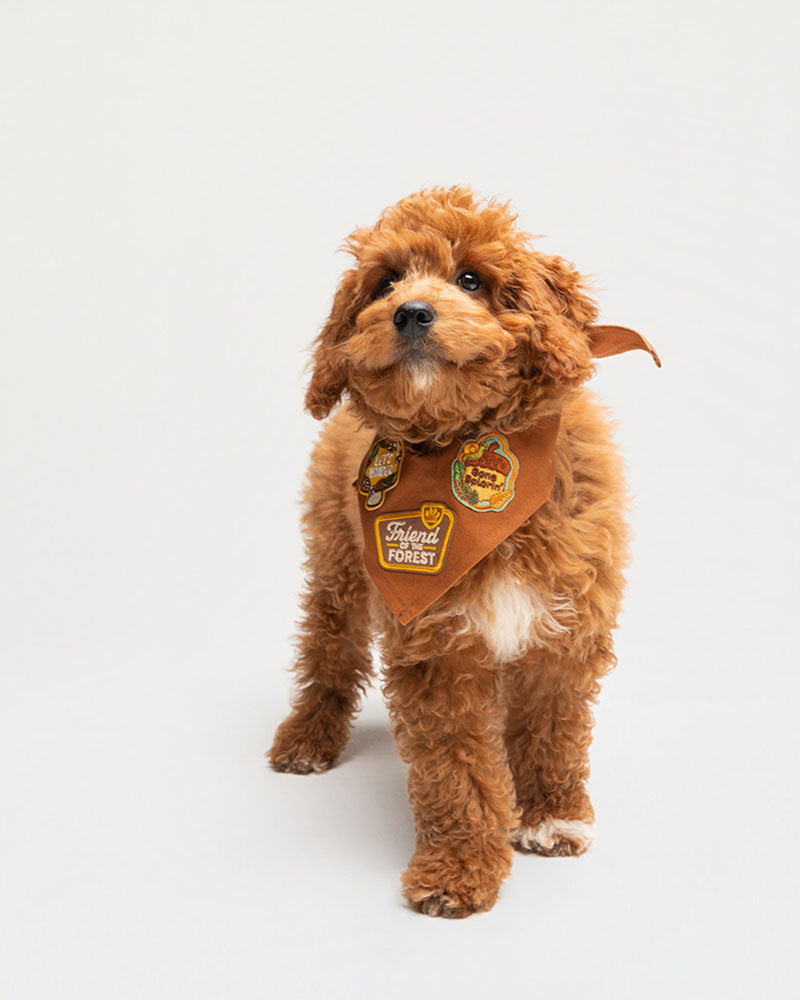 Trending Dog Names in 2026