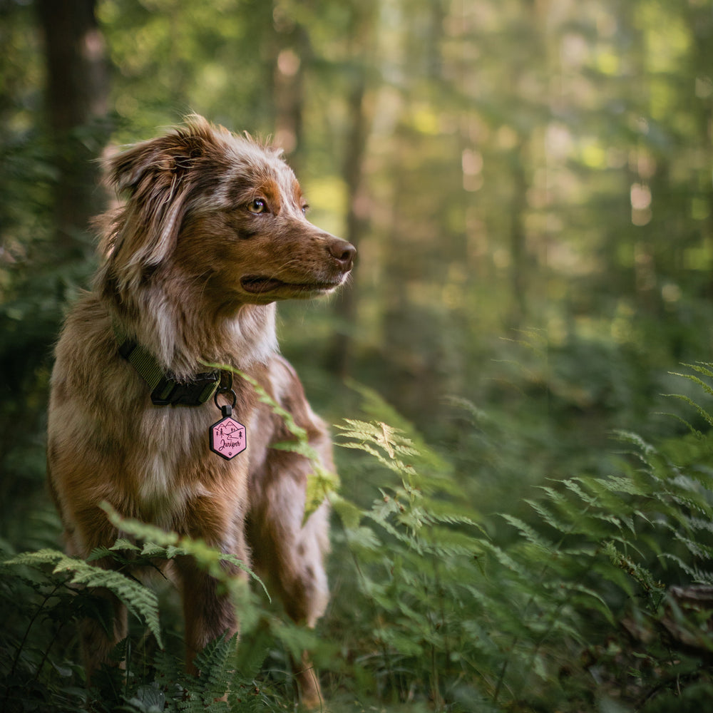 A beautiful Australian Shepherd wearing a custom engraved pet ID tag, standing in a lush green forest. Durable and stylish dog ID tags for outdoor adventures.