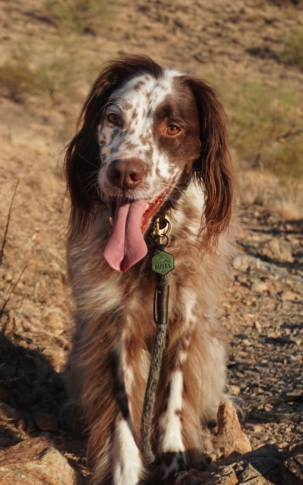 Keep Those Ears Perky and Safe: Why Metal Tags Might Not Be Your Dog's Best Friend