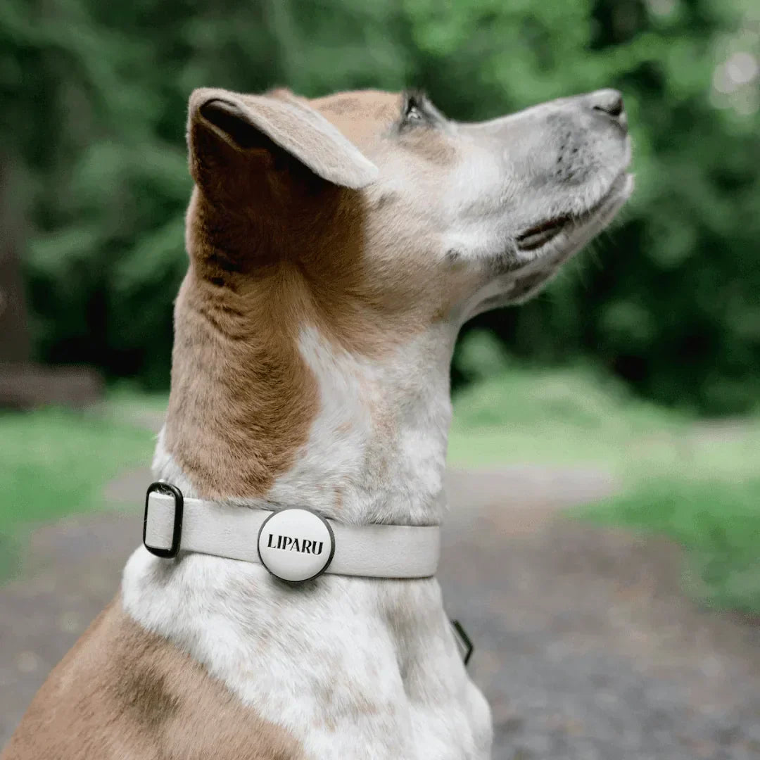 AirTags for Dogs: Do You Still Need an ID Tag?