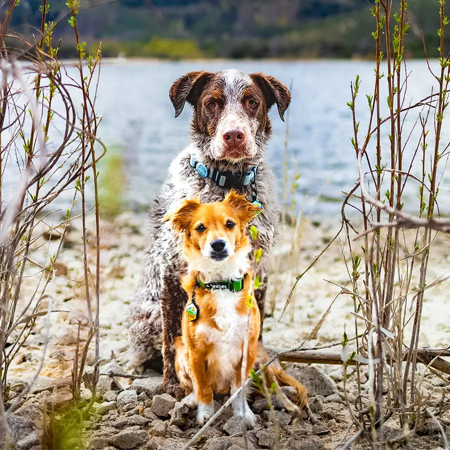 Slide-On vs Hanging Dog Tags: Which Is Better for Active Dogs?