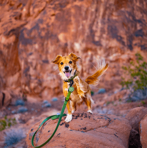 The Best Material for Engraved Dog Tags: Why Silicone is Superior