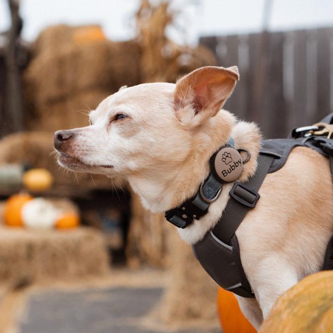 Smart NFC Pet ID Tag – Wasserdichter QR-Code & NFC Anhänger Für Halsband, Auch Für AirTag, Schwarz, Leicht & Geräuschlos