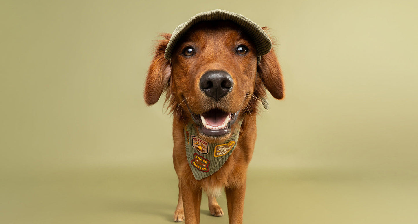 Dog wearing a cap and patches on a green background