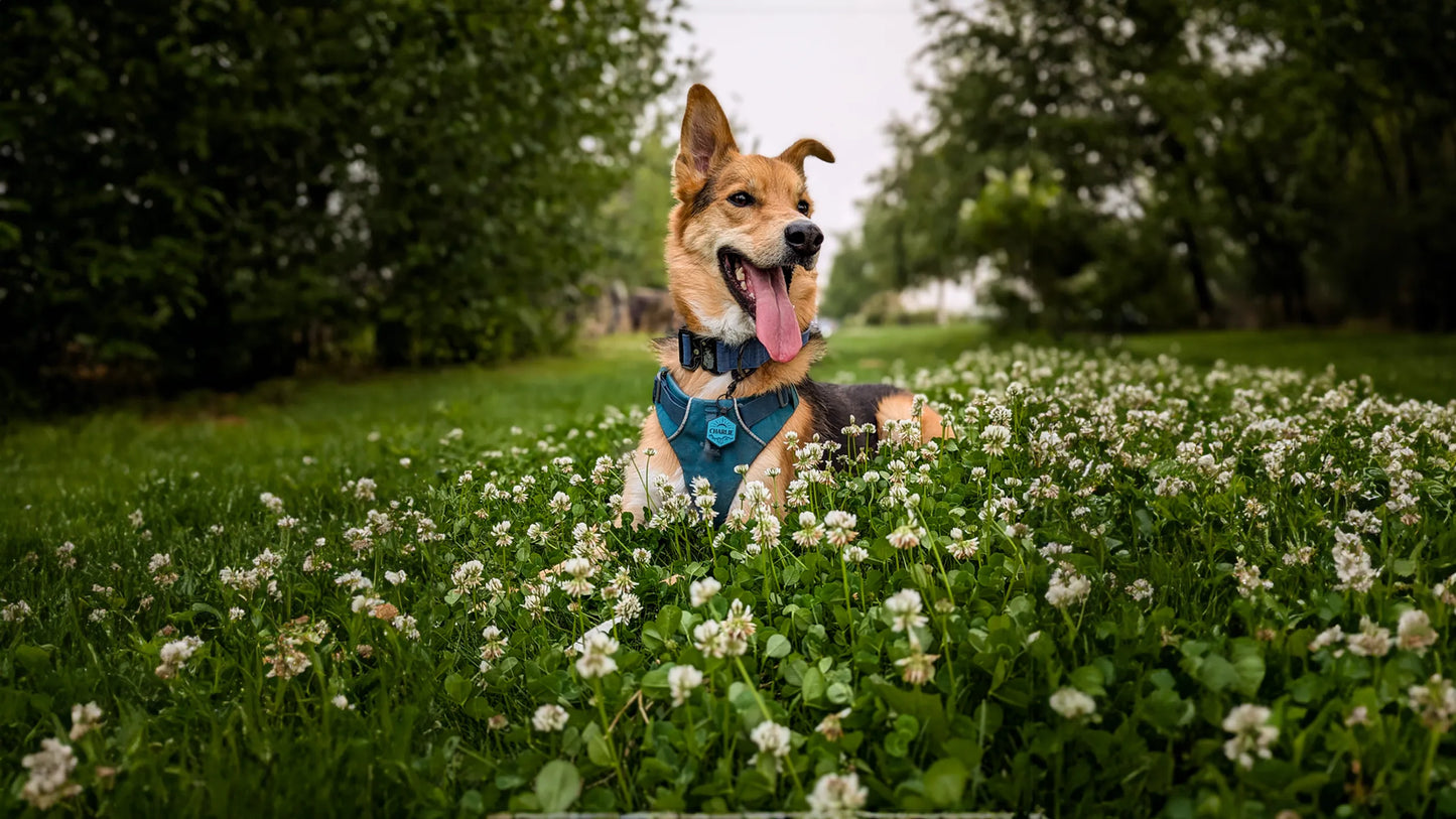 Dog in a harness wearing a silicone tag, standing in a field of flowers with trees in the background