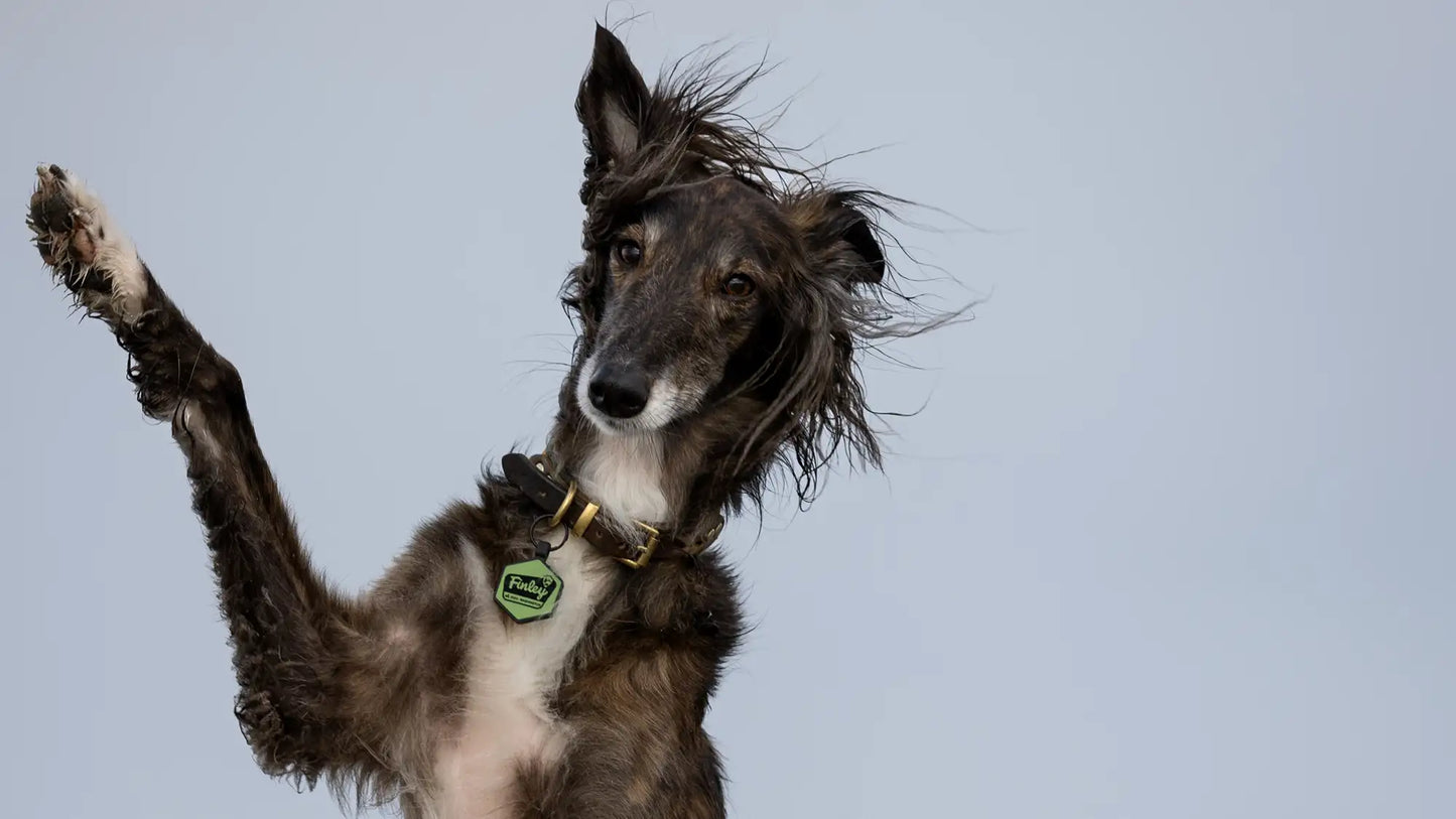Dog with a collar and silicone tag against a gray background