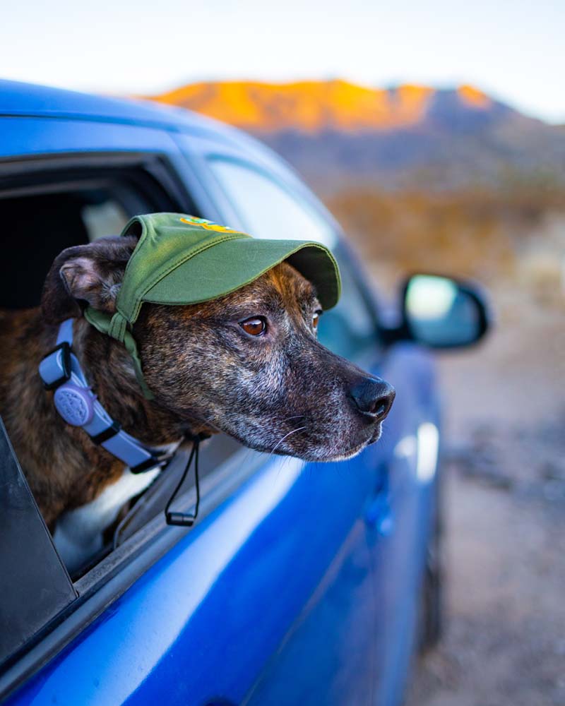 Dog wearing a green cap looking out of a car window with mountains in the background