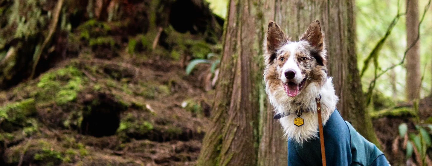Dog standing in a forest  wearing a silicone ID tag and a blue jacket