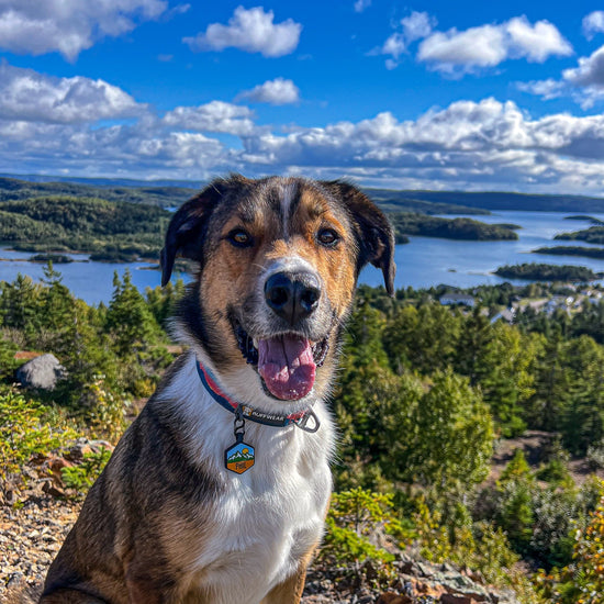 Pup's Peak Silicone Dog ID Tag - Alpine Meadow