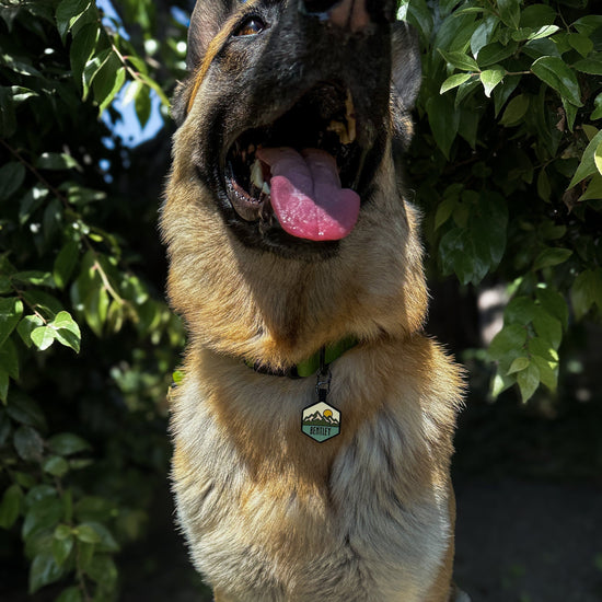 Pup's Peak Silicone Dog ID Tag - Sand Canyon