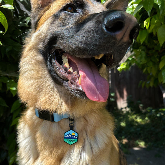 Pup's Peak Silicone Dog ID Tag - Blue Ridge