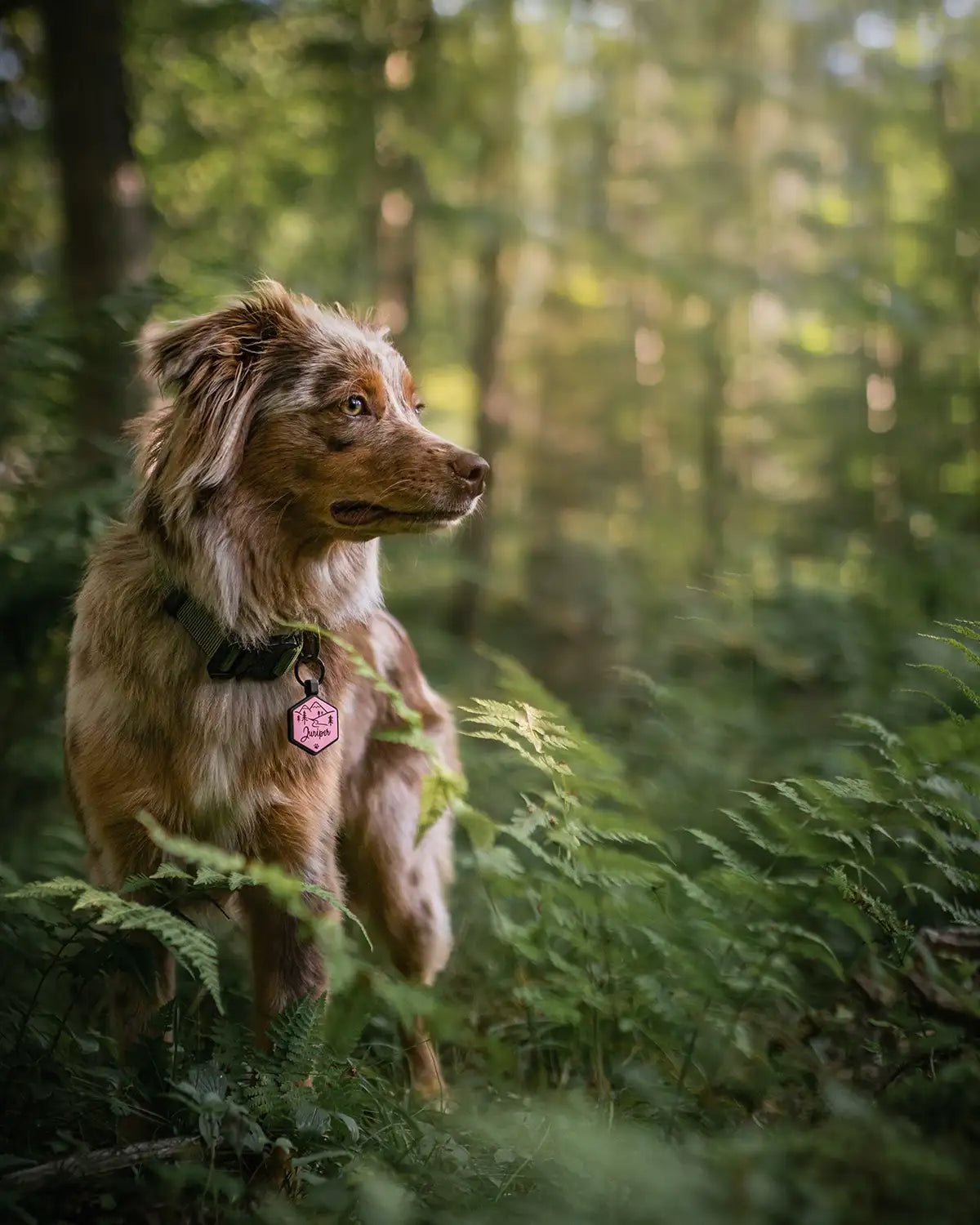 Dog sitting in a forest with greenery around, wearing a blush pink silicone dog ID tag.