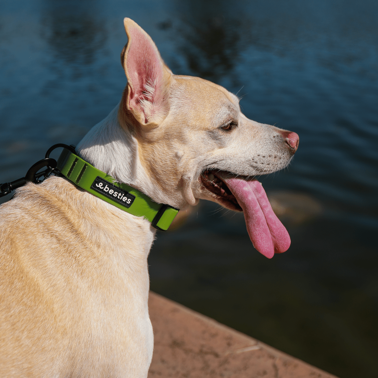 Black Waterproof Adjustable Dog Collar