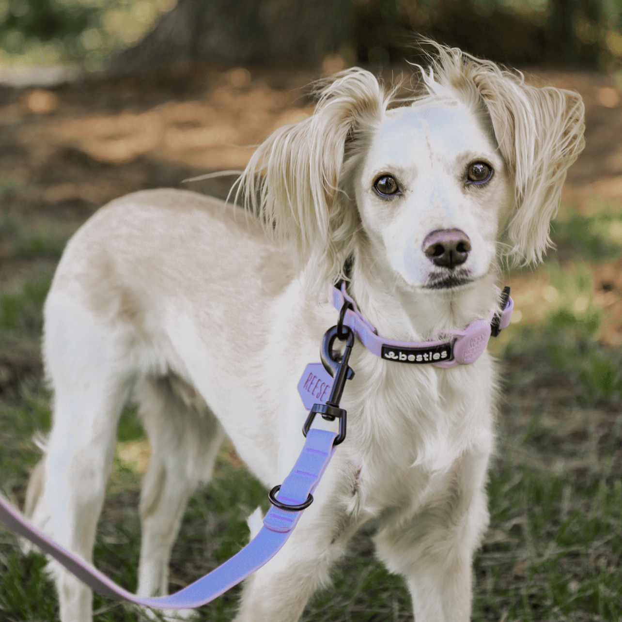 Heather Purple Waterproof Adjustable Dog Collar