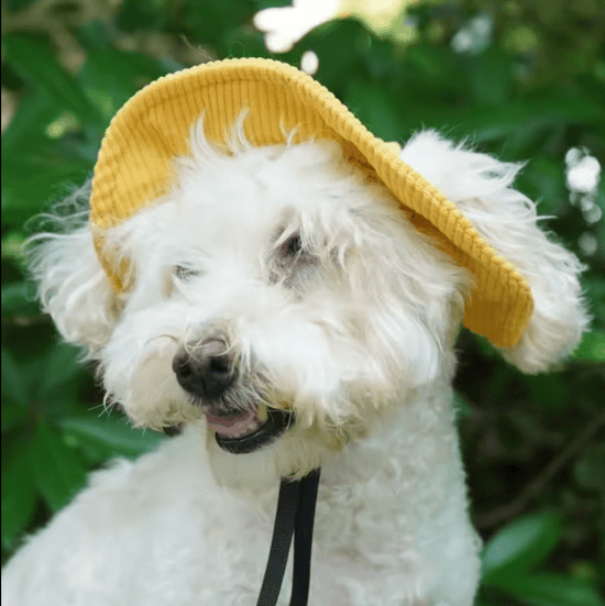 Corduroy Dog Bucket Hat