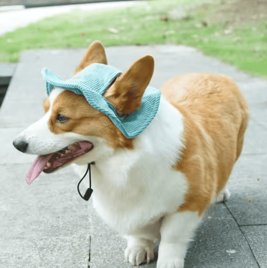 Corduroy Dog Bucket Hat