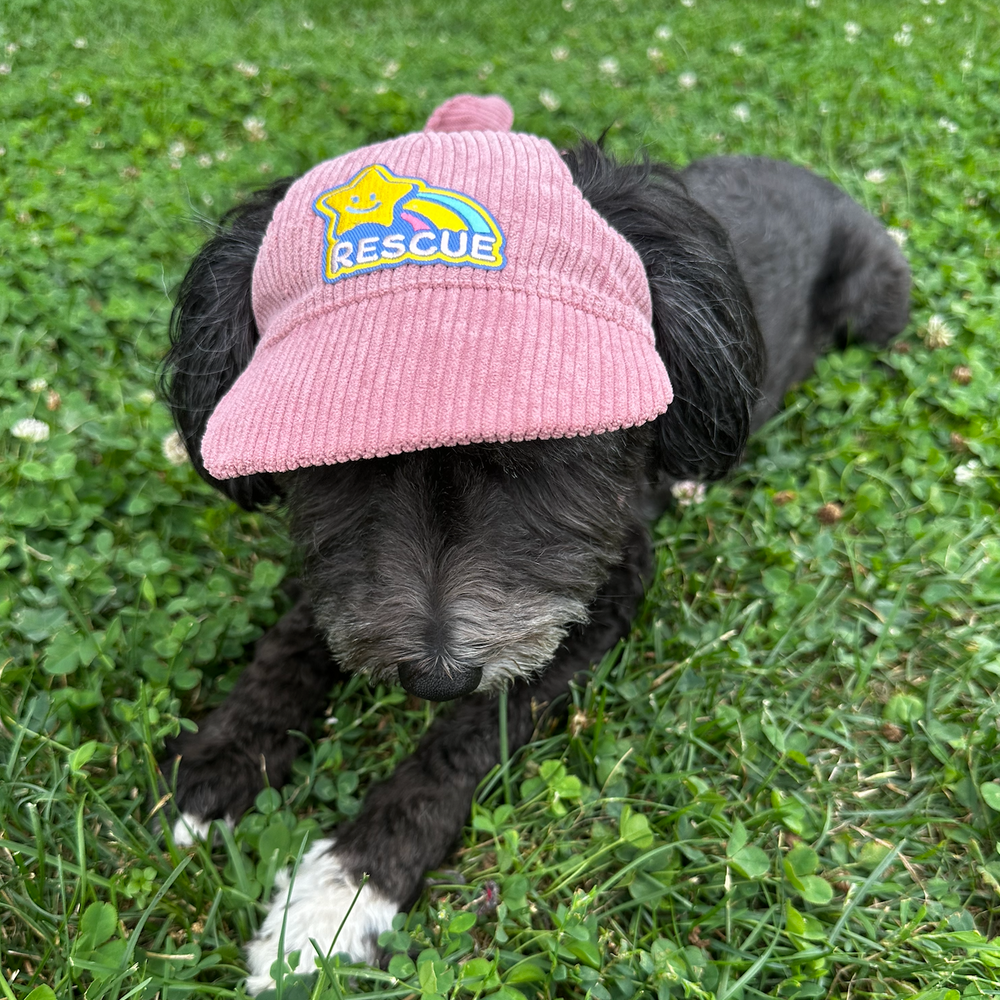 
                  
                    Dog wearing a pink corduroy cat with a 'Rescue' patch on grass
                  
                