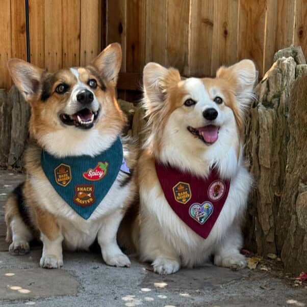 
                  
                    Two dogs wearing bandanas with various patches sitting on a stone path.
                  
                