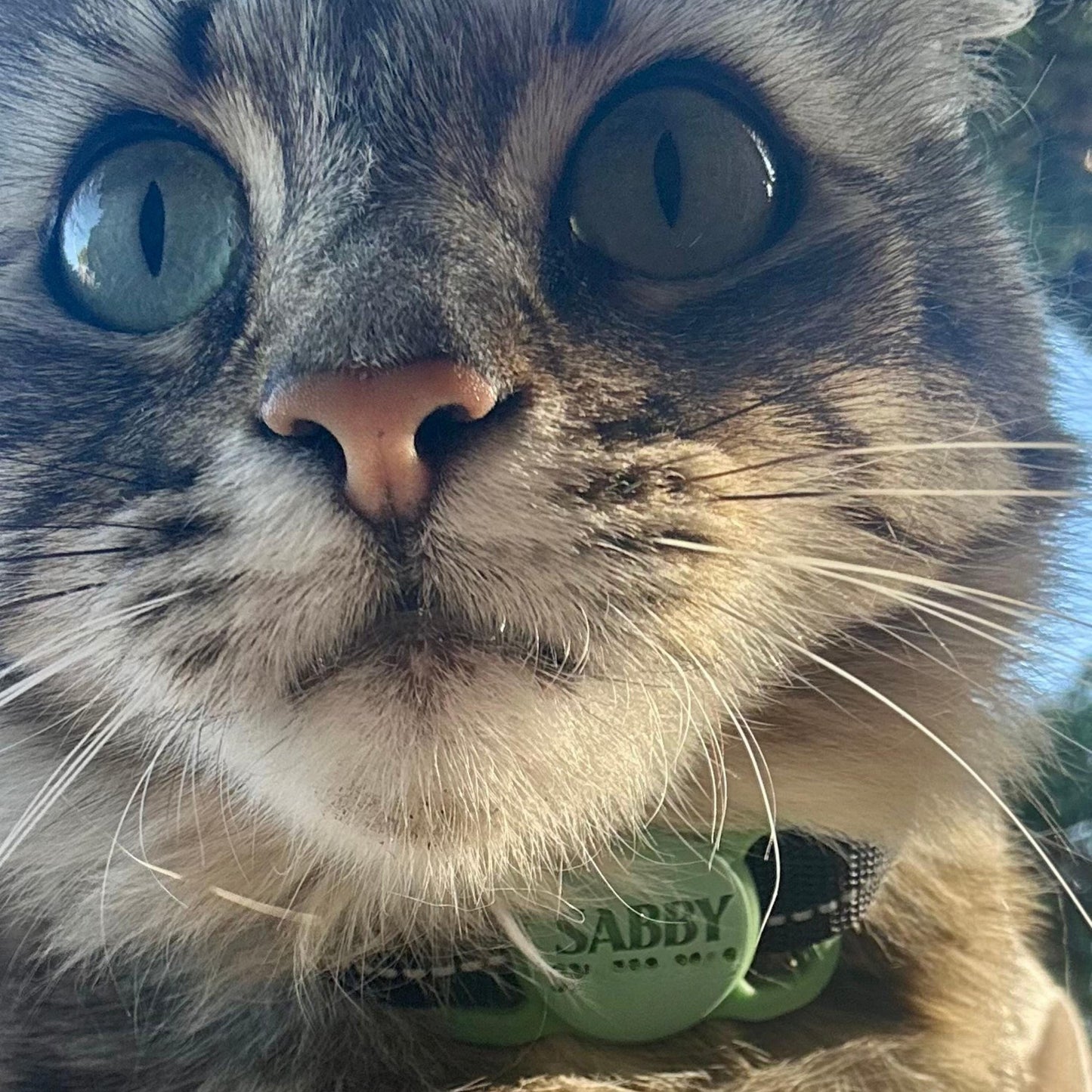 https://bestiespets.com/cdn/shop/files/il_fullxfull.7358750353_dbnh.jpg?v=1773168732&width=1445