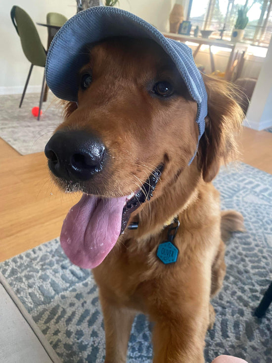 Corduroy Dog Baseball Hat