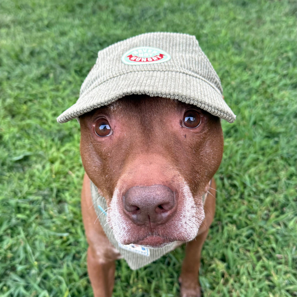 
                  
                    Dog wearing a cap on a grassy background
                  
                
