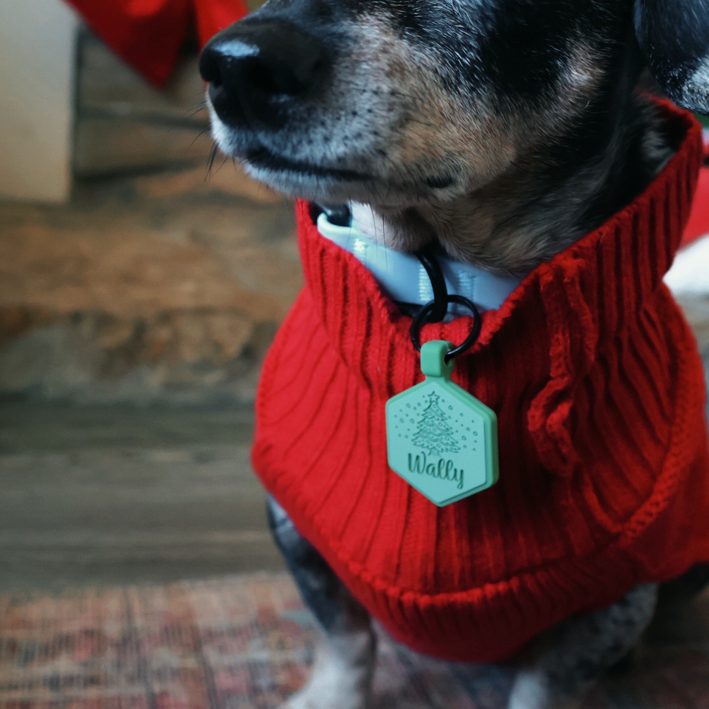 
                  
                    Dog wearing a red sweater with a green silicone ID tag with a Christmas tree design, with the name 'Wally', with holiday decor behind him.
                  
                