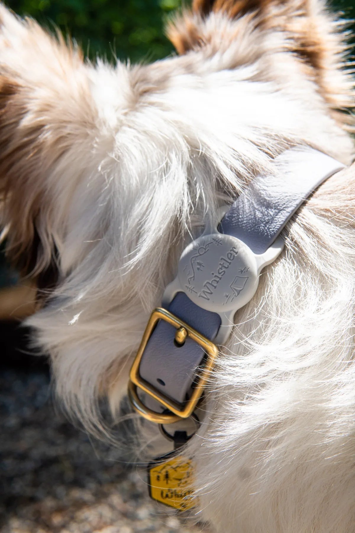 Silicone AirTag Holder on a collar worn by a dog with medium length white hair.