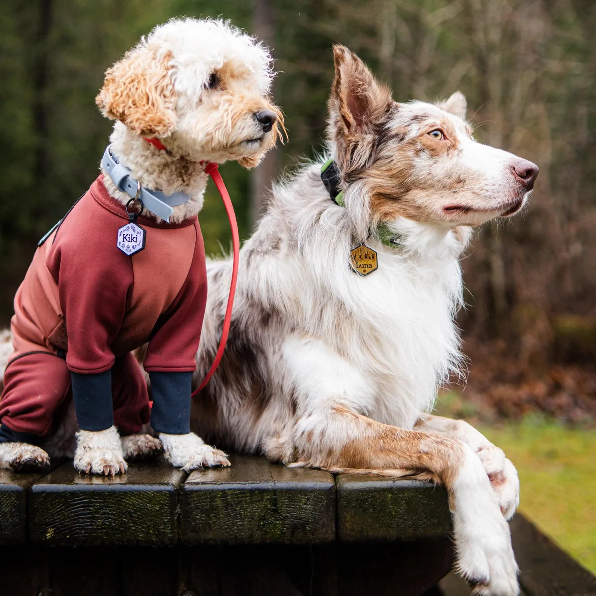 Two dogs wearing silicone hexagon shaped pet id tags, sitting on a wet picnic table with a forest background.