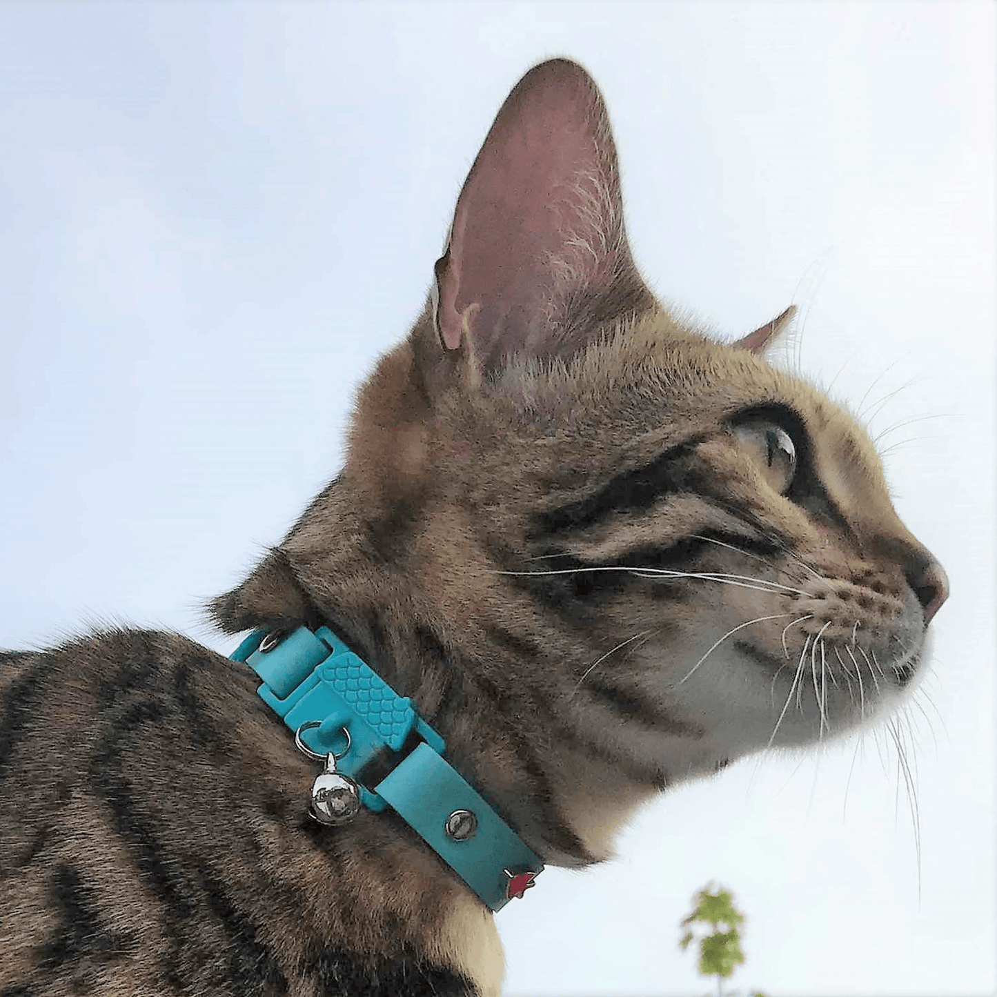 Kittyrama Aqua Safety Breakaway Silicone Cat Collar