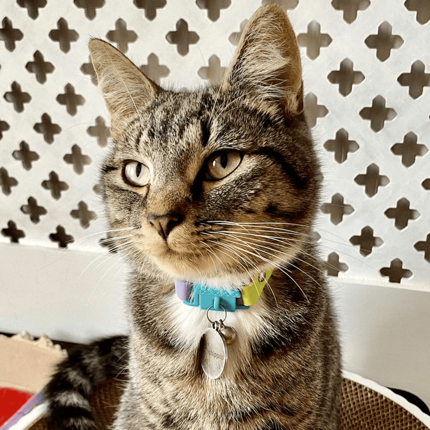 Kittyrama Tahiti Safety Breakaway Silicone Cat Collar