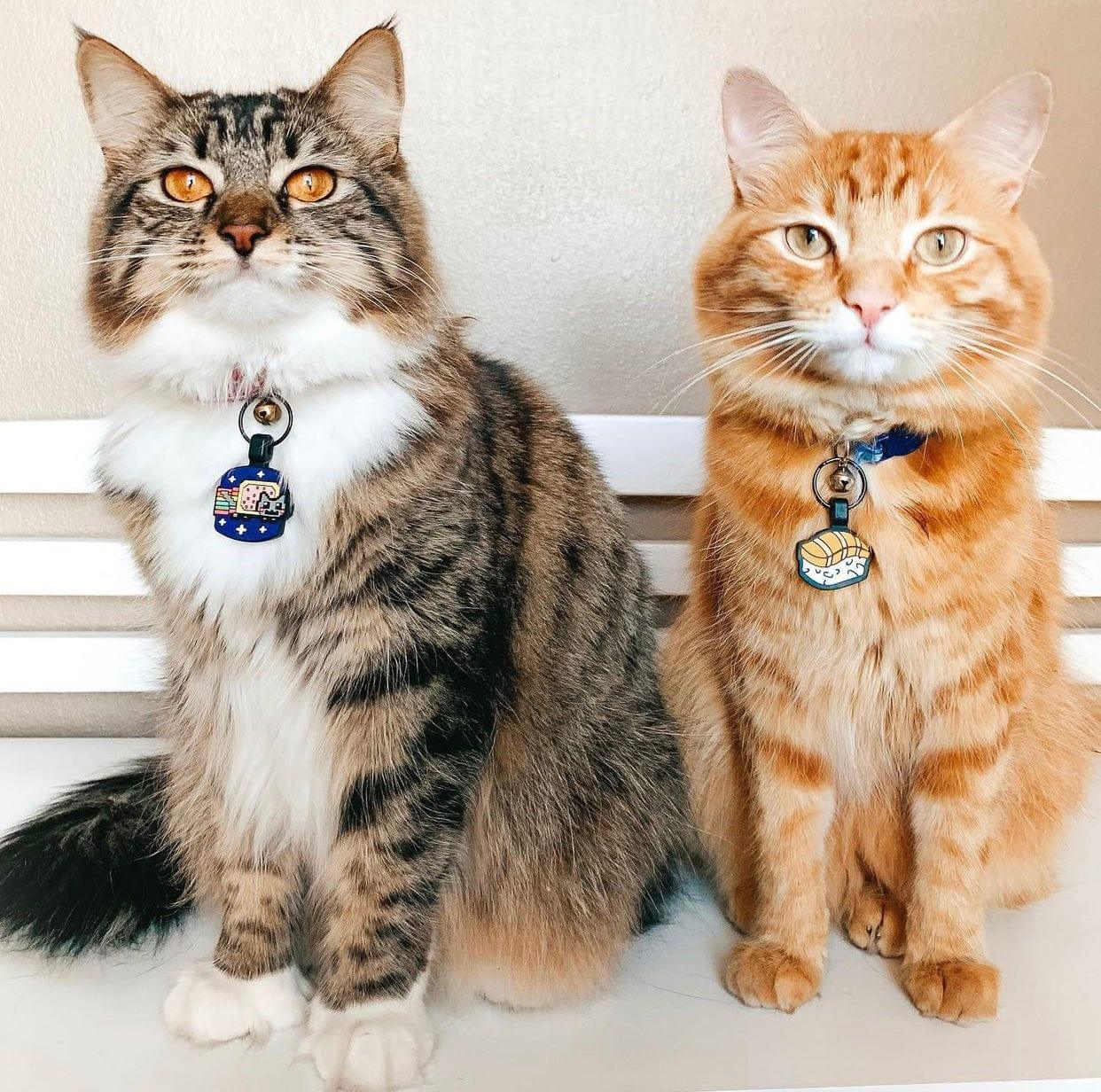 Cat Identification Tags Engraved Silicone Cat ID Tags | Besties Pets