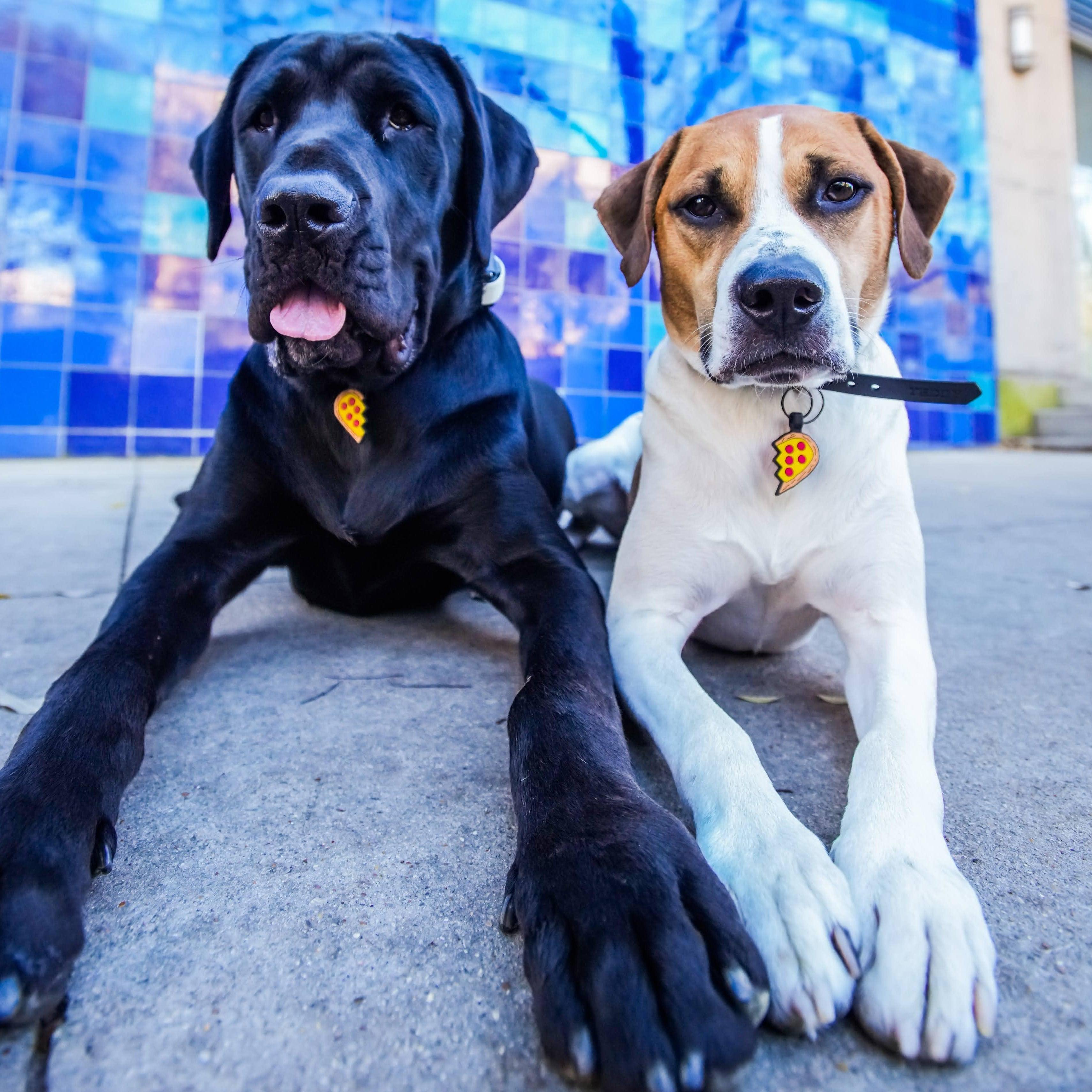 Best Friend Pet Tags | Friendship Dog Tags – Besties